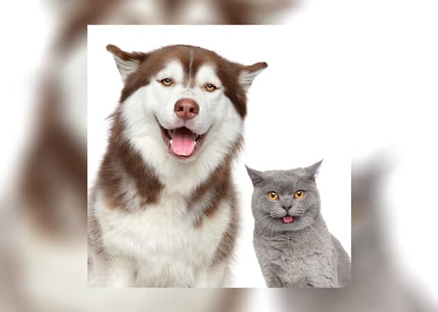 Happy Pets: Close-up portrait of Husky dog and British cat isolated on white background